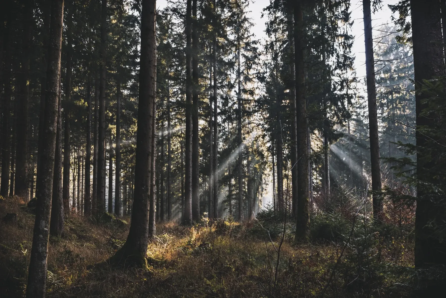 Krummholz im Wald — Rohstoff für Bogengut